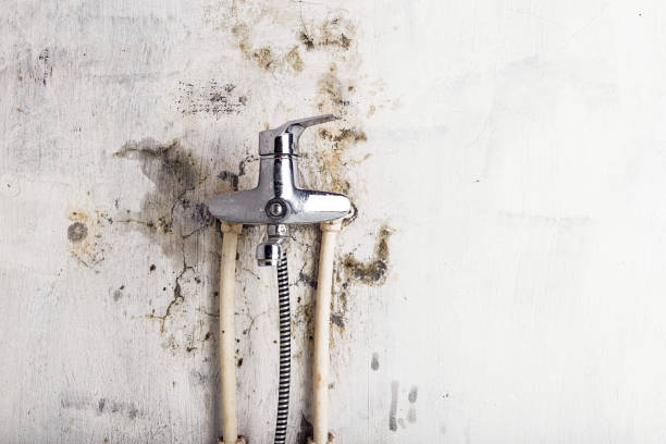  Honey Grove, TX Mold Removal Pros