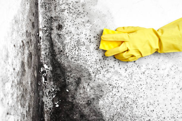 Best Professional Mold Removal  in Honey Grove, TX