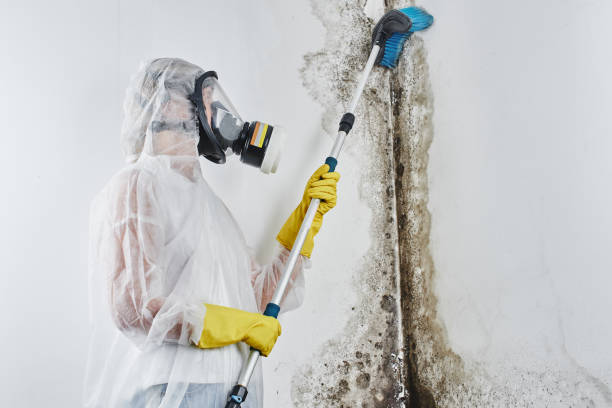 Best Best Mold Removal Companies  in Honey Grove, TX