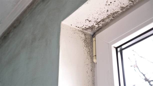 Best Same-Day Mold Removal  in Honey Grove, TX