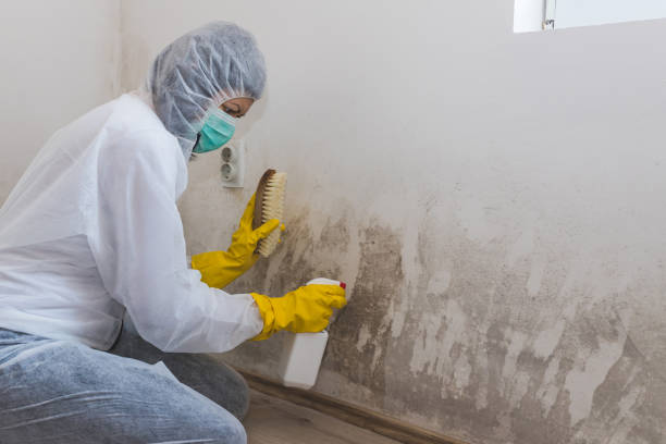 Best Best Mold Removal Companies  in Honey Grove, TX