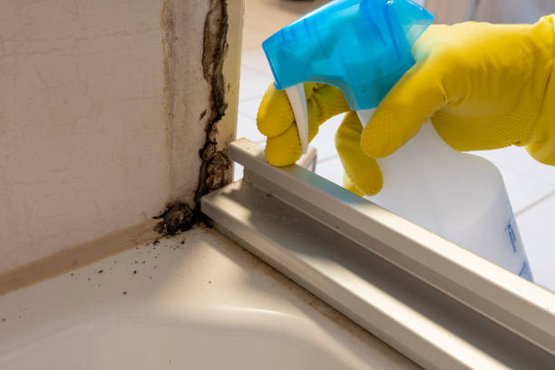 Best Affordable Mold Removal  in Honey Grove, TX