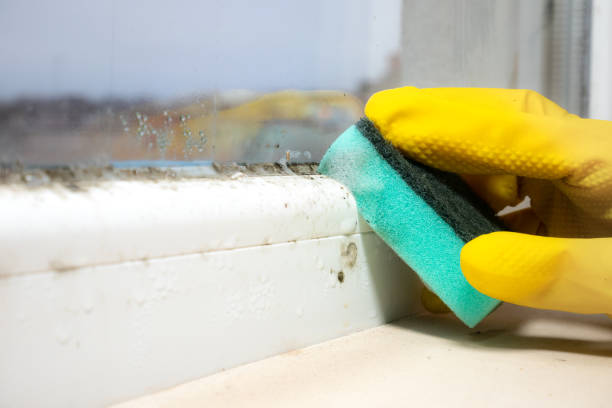 Best Mold Removal Near Me  in Honey Grove, TX