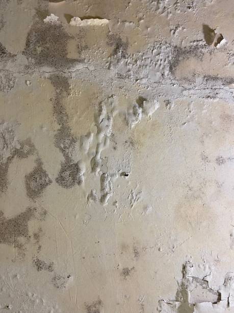 Best Same-Day Mold Removal  in Honey Grove, TX