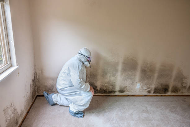 Best Certified Mold Removal  in Honey Grove, TX