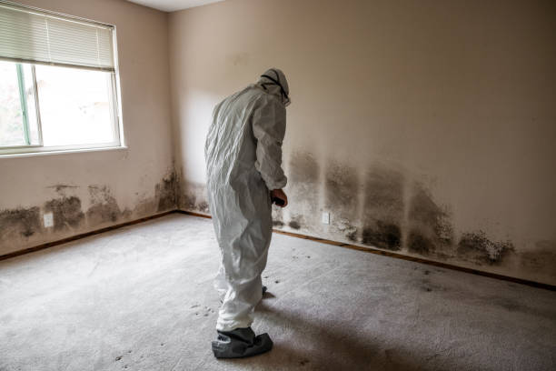 Best Home Mold Removal  in Honey Grove, TX