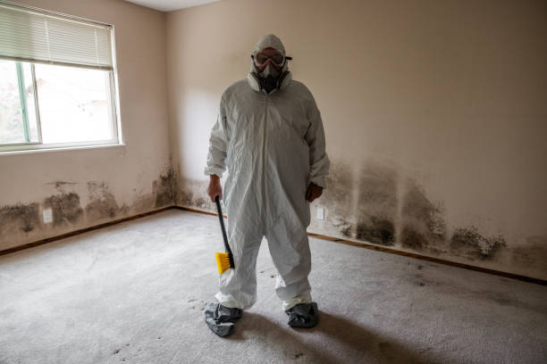 Mold Removal and Inspection in Honey Grove, TX